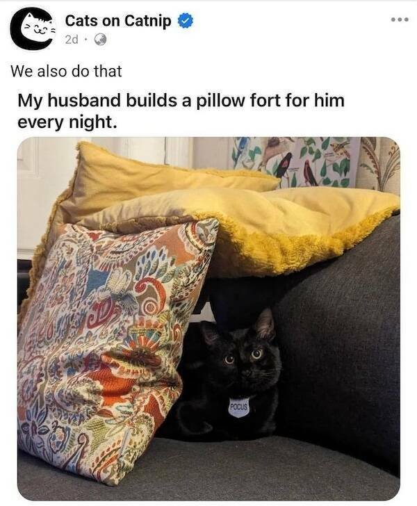 Memes For Cat Lovers (24 pics)