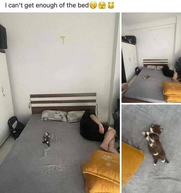 Memes For Cat Lovers (24 pics)