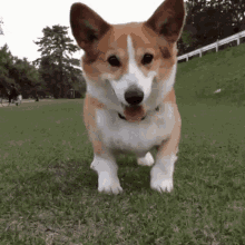 Random Facts (17 gifs) Random Facts (17 gifs)