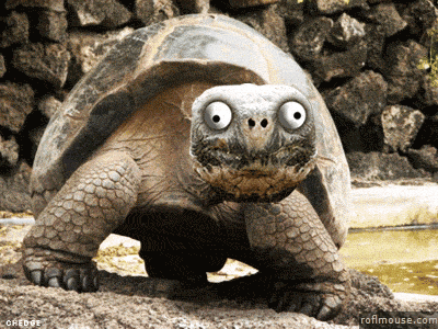 Random Facts (17 gifs) Random Facts (17 gifs)