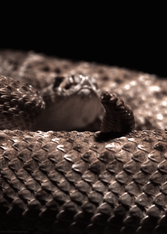 Random Knowledge (15 gifs) Random Knowledge (15 gifs)