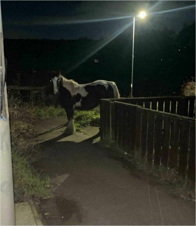 This Is Just England (20 pics)