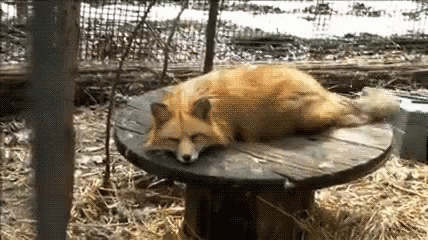 Random Facts (15 gifs) Random Facts (15 gifs)