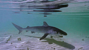 Random Facts (15 gifs) Random Facts (15 gifs)