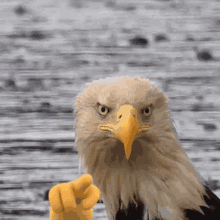 Random Facts (15 gifs) Random Facts (15 gifs)