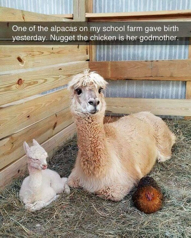 Heartwarming Moments (23 pics)