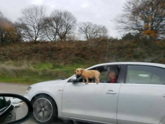 Terrible Drivers (24 pics)