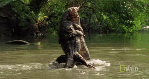 Random Facts (14 gifs) Random Facts (14 gifs)
