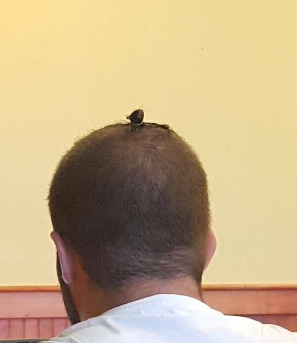 Awful Haircuts (20 pics)
