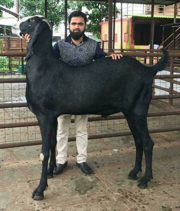 Really Giant Things (36 pics)
