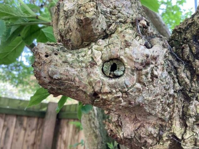This Is Pareidolia (24 pics)