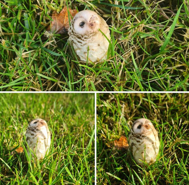 This Is Pareidolia (24 pics)