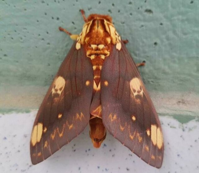 This Is Pareidolia (24 pics)