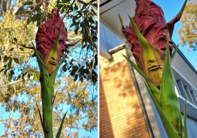 This Is Pareidolia (24 pics)