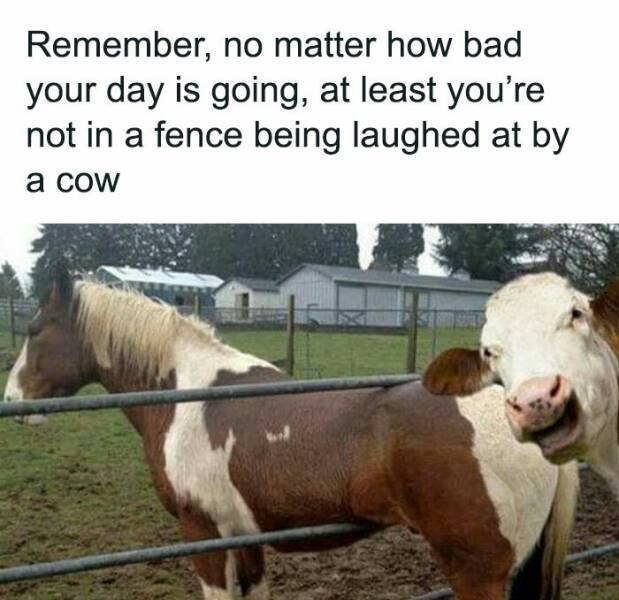 Memes About Country Life (25 pics)