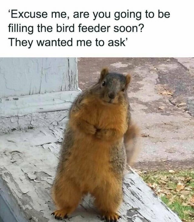 Memes About Country Life (25 pics)