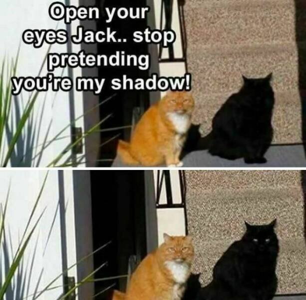 Jokes For Animal Lovers (25 pics)