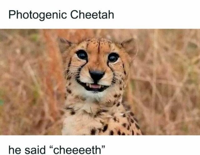 Jokes For Animal Lovers (25 pics)