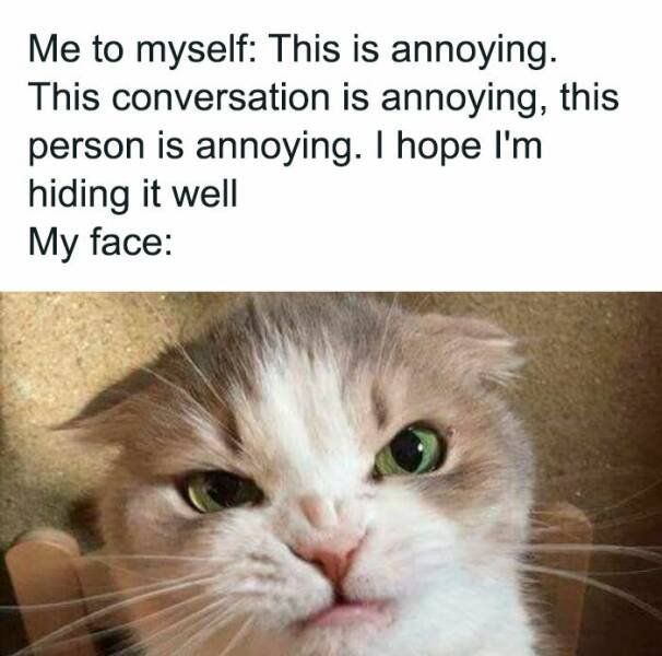 Jokes For Animal Lovers (25 pics)