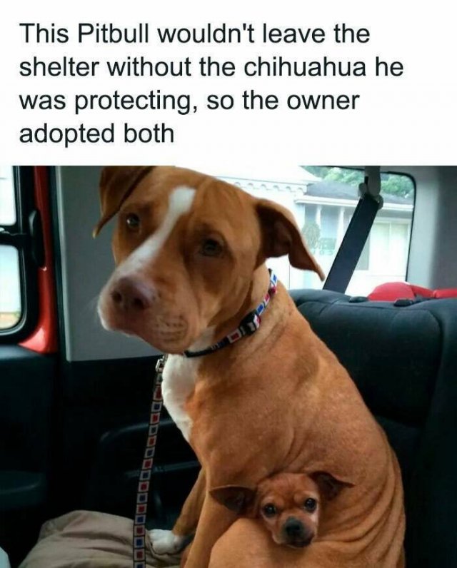 Jokes For Animal Lovers (25 pics)