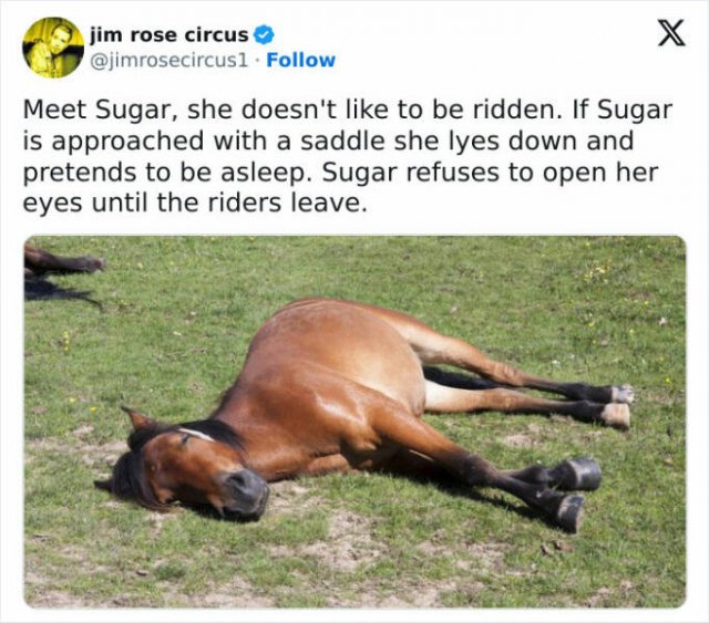 Memes About Country Life (25 pics)