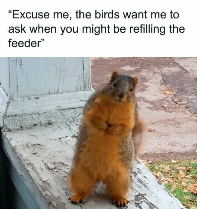 Jokes For Animal Lovers (25 pics)
