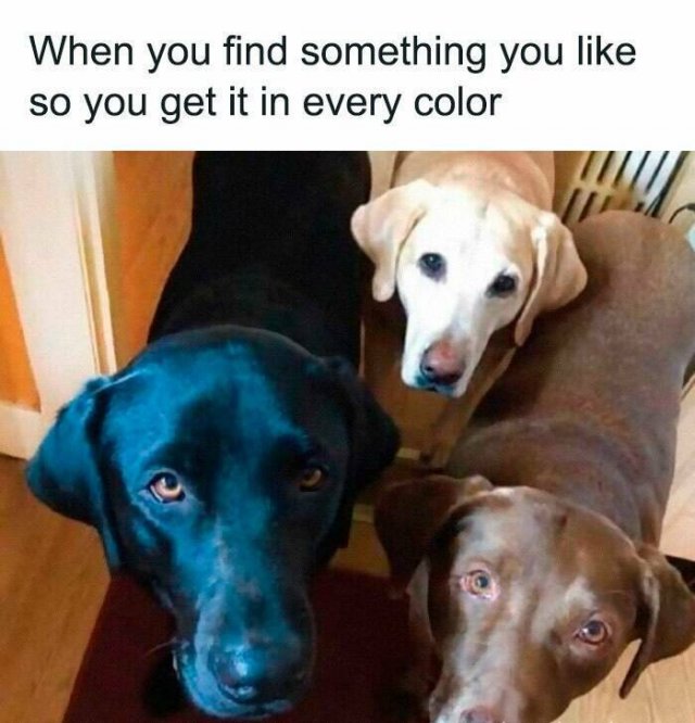 Jokes For Animal Lovers (25 pics)