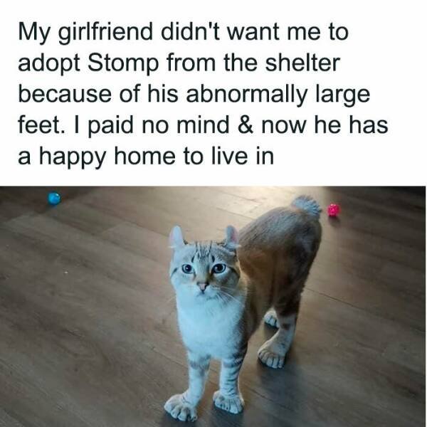 Jokes For Animal Lovers (25 pics)