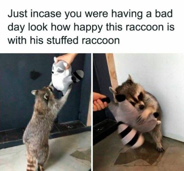 Jokes For Animal Lovers (25 pics)