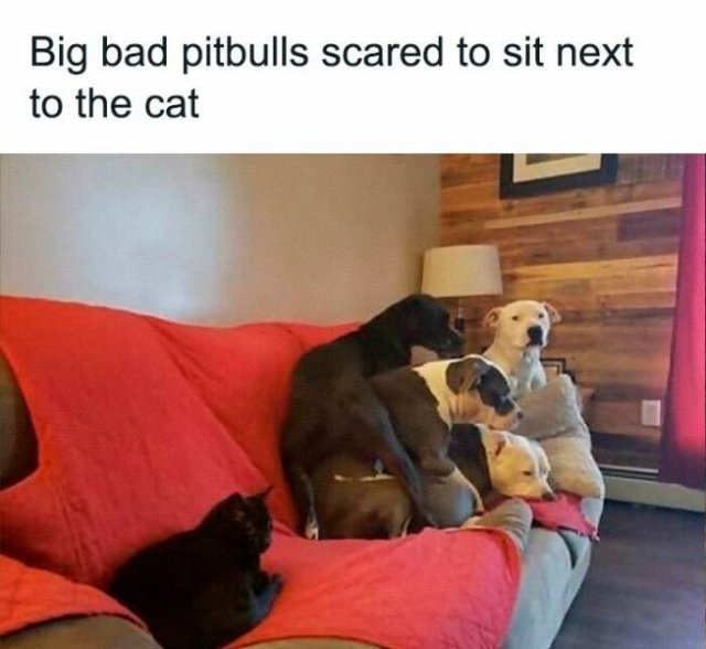 Jokes For Animal Lovers (25 pics)