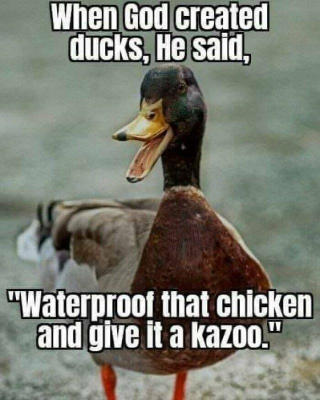 Memes About Country Life (25 pics)