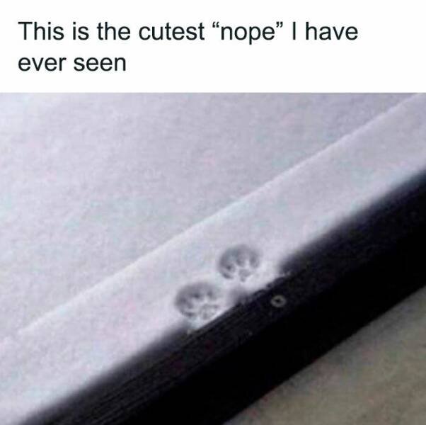 Jokes For Animal Lovers (25 pics)