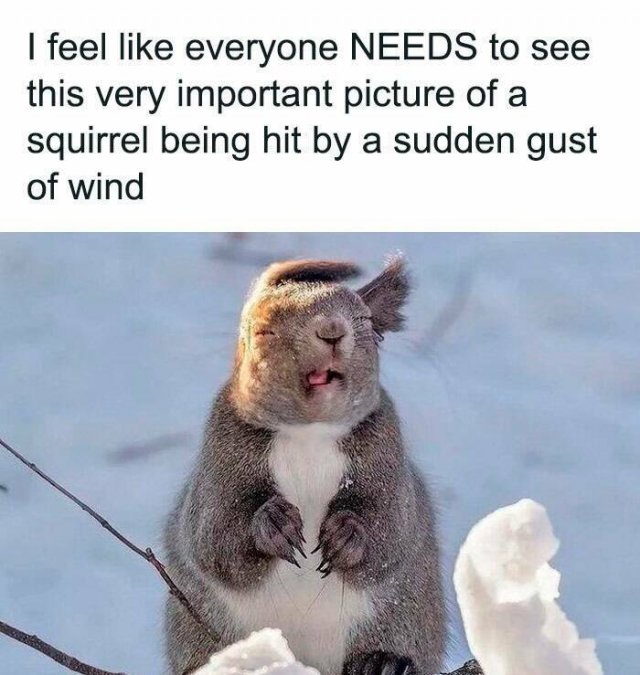 Jokes For Animal Lovers (25 pics)
