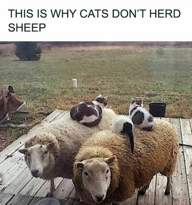 Memes About Country Life (25 pics)