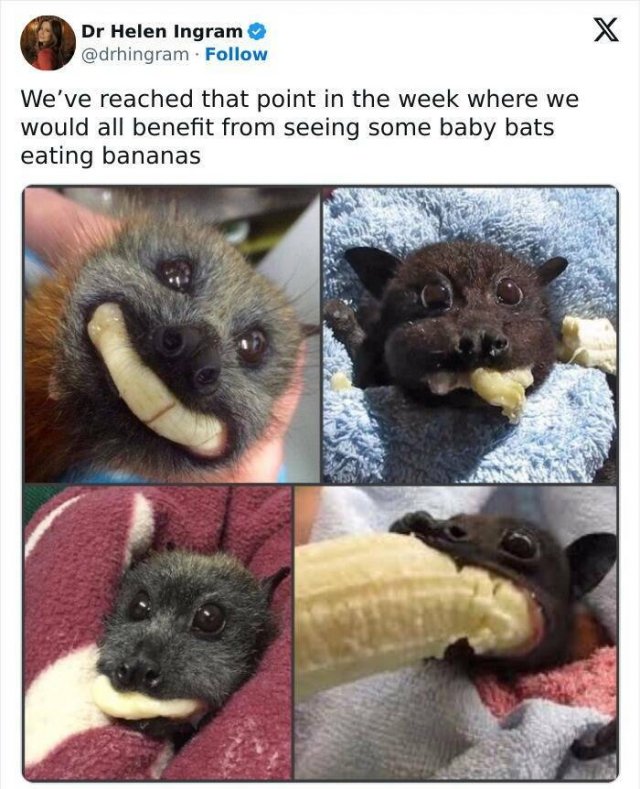 Jokes For Animal Lovers (25 pics)