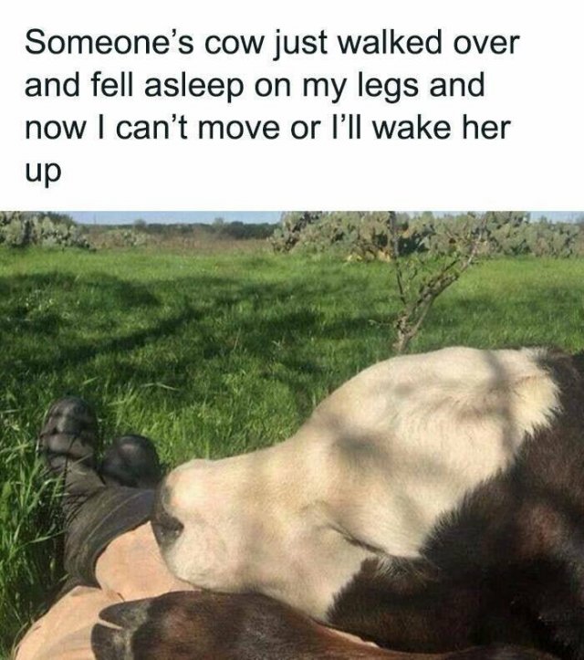 Memes About Country Life (25 pics)