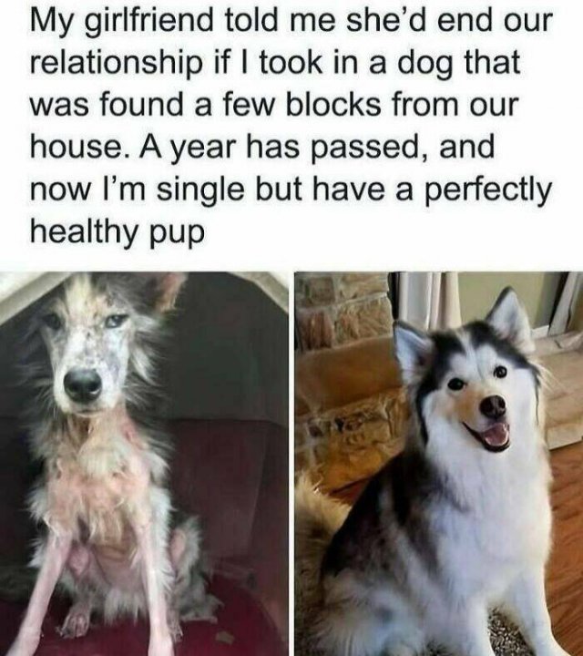 Jokes For Animal Lovers (25 pics)