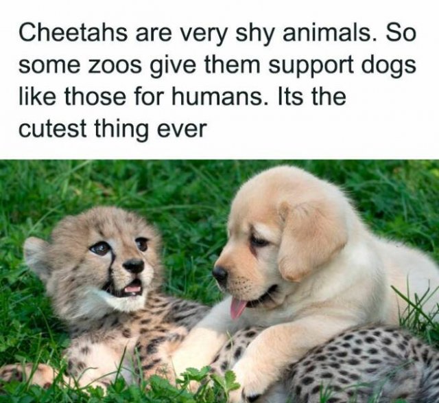 Jokes For Animal Lovers (25 pics)