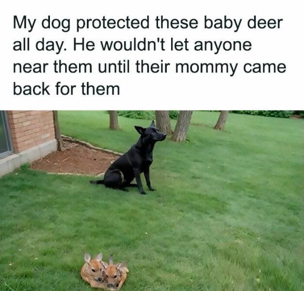 Jokes For Animal Lovers (25 pics)