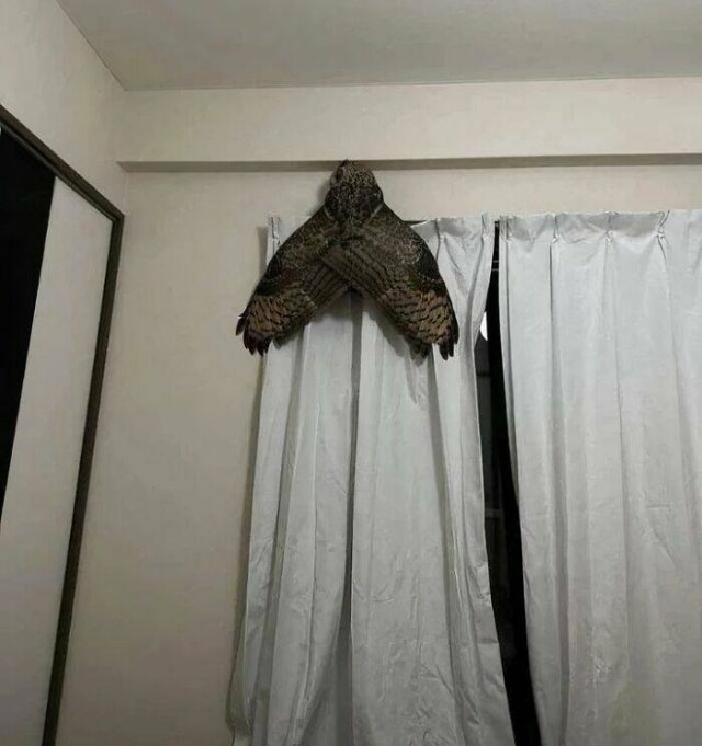 Look Twice (21 pics)