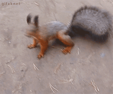 Random Facts (14 gifs) Random Facts (14 gifs)