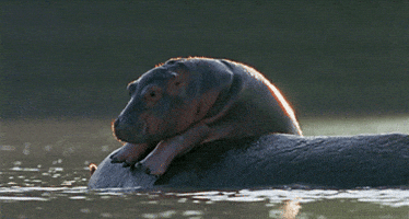 Random Facts (14 gifs) Random Facts (14 gifs)