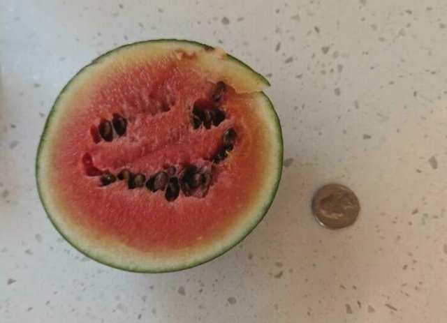 Failed But Cute Harvest (25 pics)
