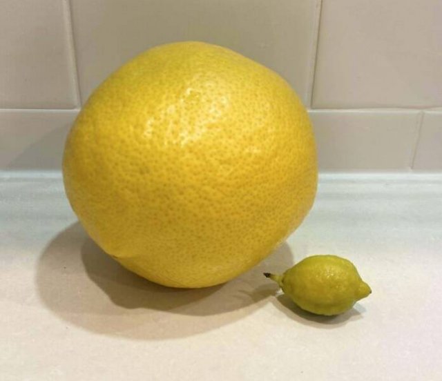 Failed But Cute Harvest (25 pics)