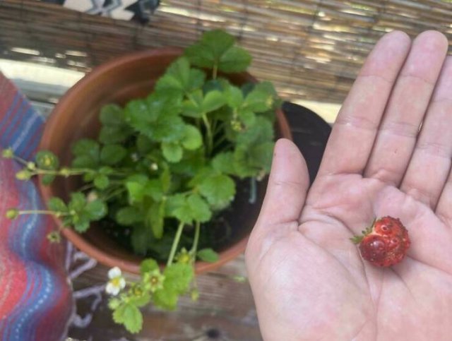 Failed But Cute Harvest (25 pics)