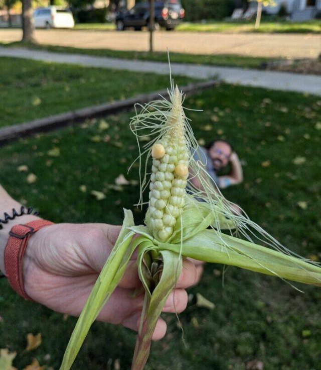 Failed But Cute Harvest (25 pics)