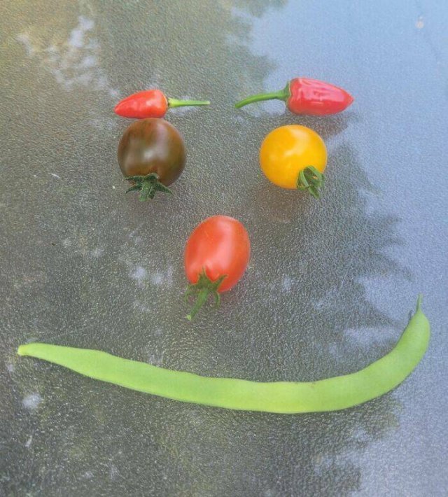 Failed But Cute Harvest (25 pics)