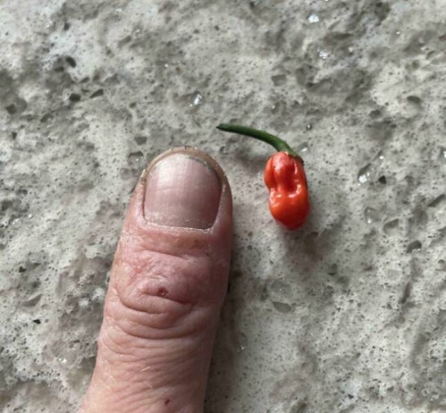 Failed But Cute Harvest (25 pics)