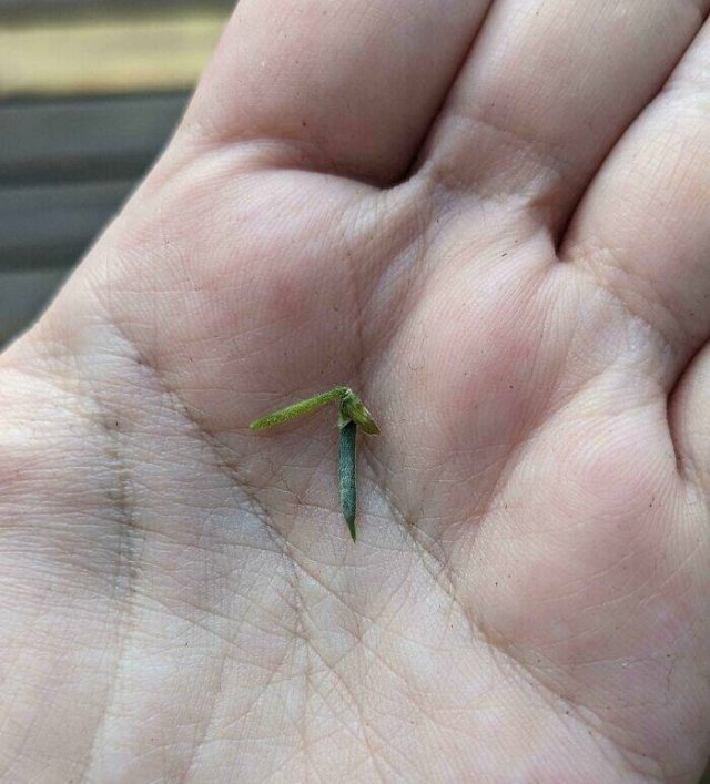 Failed But Cute Harvest (25 pics)