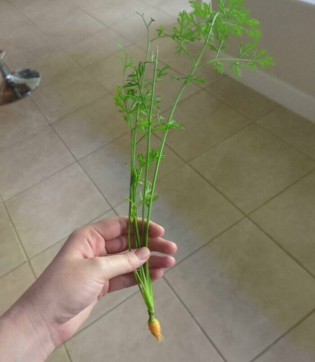 Failed But Cute Harvest (25 pics)